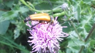 Corymbia fulva  Longhorn Beetle  Bockkäfer [upl. by Medardas155]