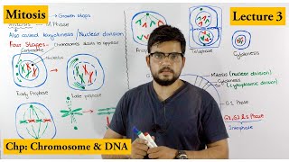 Mitosis  Stages of Mitosis  Cell cycle  Lecture 3 [upl. by Ariahaj628]