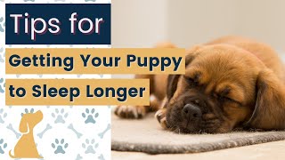 How to Get Puppy to Sleep Longer [upl. by Aniez981]