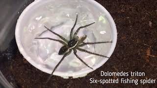 Dolomedes triton the sixspotted fishing spider [upl. by Ojeillib606]