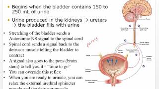 Chapter 27 Video Disorders of Bladder and Lower Urinary [upl. by Yedsnil596]