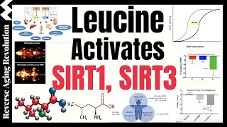 Leucine Activates The Longevity Genes SIRT1 amp SIRT3 Amplifies Results With NMN Metformin [upl. by Ellenaj]