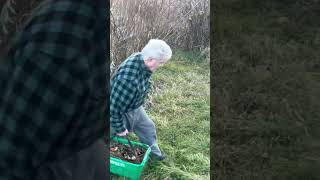 Jerusalem artichoke harvest artichokes sunchokes harvest est [upl. by Neelyahs]