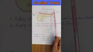 Coeliac Trunk and Branches shorts youtubeshorts [upl. by Notgnirrab]