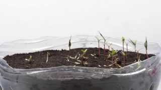 Germination TimeLapse  Phacelia and Tagetes patula [upl. by Eylsel]