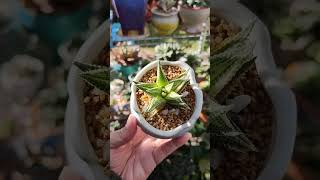 Haworthiopsis Limifolia x Attenuata Variegata  bikolanahardinera haworthia shortvideo succulent [upl. by Eitra]