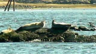 Seals at Salisbury MA [upl. by Suertemed]