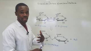 Maltosa  Enlace Glucosídico 14 GlucosaGlucosa  Disacáridos [upl. by Araz]