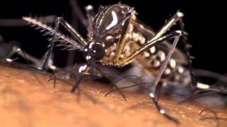 Aedes Aegypti the dengue mosquito in action [upl. by Ab]