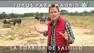 Toros de Saltillo comida previa a la lidia de Madrid ganadería centenaria  Toros desde Andalucía [upl. by Ahsiekram]