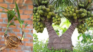 Discover How Grafting Coconut Trees Can Work Wonders [upl. by Llertac]