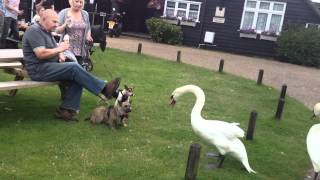 Swan vs Dogs [upl. by Hump]