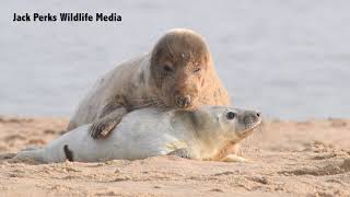 Grey Seals on a Norfolk Beach [upl. by Candy]