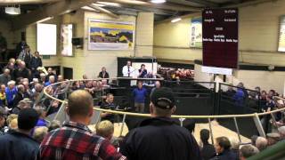 Mike Anderson  The Auctioneer Holstein Bulls selling at Ayr Cattle Market [upl. by Atnas604]