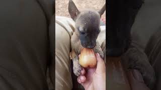 Puppies eat Wax apple haha [upl. by Owens]