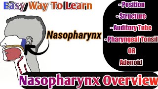 Nasopharynx Overview  Just 2min You Know About Nasopharynx  Medical Discovery [upl. by Lainahtan]