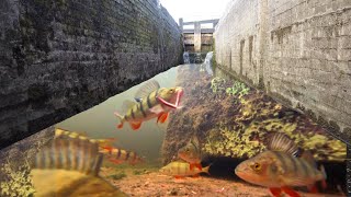 Fishing Canal LOCKS With An UNDERWATER CAMERA So many FISH [upl. by Pasahow]