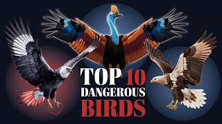 Top 10 DANGEROUS birds 🦃 in the world 🌎 [upl. by Engle257]