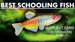 Glowlight Danios  Breeding amp Care Guide Best Freshwater Schooling Fish For Your Aquarium [upl. by Oregolac]