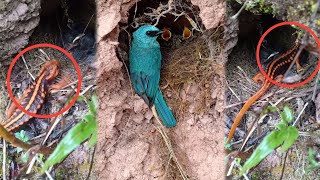 Verditer flycatcher Birds With Andersons crocodile newt Amphibian Review Bird Nest [upl. by Eimmij201]