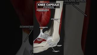 Your KNEE CAPSULE in MOTION anatomy 3d animation medicalstudent kneepain doctor [upl. by Ari]