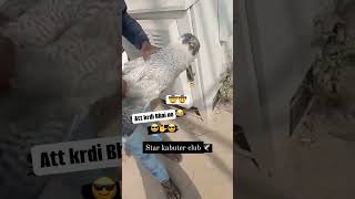 Baaj ko pakad liya Bhai ne pigeon pigeon catch pigeon birdshortvideos [upl. by Rexana335]