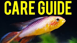 Apistogramma Agassizii ​Care Guide  Colorful Centerpiece Fish for Nano Tanks [upl. by Ahsayn]