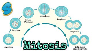 Mitosis በአማርኛ Grade 10 Biology Unit 2 Part 2 [upl. by Ahsiym]