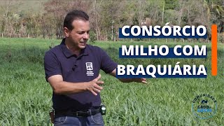 BENEFÍCIOS DO CONSÓRCIO MILHO COM BRAQUIÁRIA [upl. by Yerg331]