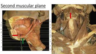 ANATOMY OF THE SUBMANDIBULAR REGION [upl. by Yenettirb]