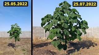 Paulownia  Umbra naturala  Paulownia hibrid 9501 [upl. by Robbi]