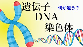 17【出生前診断①】DNA・染色体・遺伝子とは [upl. by Asihtal]