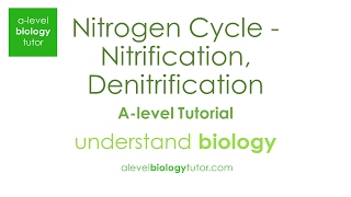 Nitrogen Cycle  Nitrification Denitrification Nitrosomonas OCR A Eduqas Edexcel AQA [upl. by Arley]