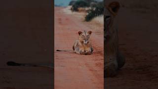 Serengeti nature wildwildlife wildnature travel beautifulplaces shorts [upl. by Ennaisoj]