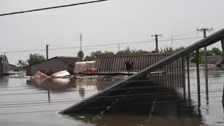 Animals rescued from floodhit Kherson region [upl. by Etnuahc]