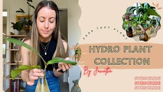 Hydroponic Houseplant Collection  Calming Watering Videos  Water Propagation Plant Tips ASMR [upl. by Naujed]