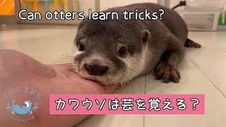 Can Otters Learn Tricks Shorts [upl. by Takakura]