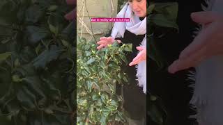 Is leaf curl on camellias a disaster shorts gardening growingflowers [upl. by Benoit881]