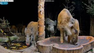 Forest Nook Poland 🐗🐗 20240824 [upl. by Hamel]