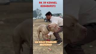 Am Bully Standard Size Khanna Dog Show 2024 standard [upl. by Hnaht]