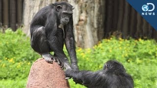 We Finally Know Why Chimpanzees Cooperate With Each Other [upl. by Dyson795]