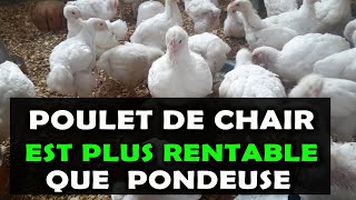 AVICULTURE Voici pourquoi les poulets de chair sont plus rentables que les poules pondeuses [upl. by Swenson]