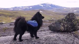 Vilde en svensk lapphund Swedish Lapphund på fjällvandring i Bunnerfjällen Jämtland [upl. by Daria672]