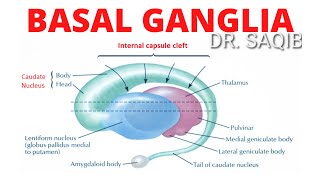 Basal Ganglia  Structure and Function  Neuroanatomy [upl. by Anurb545]