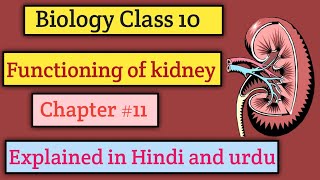 quotUnderstanding Kidney Function The Bodys Natural Filtersquot Explained in Hindi and urdu [upl. by Hukill832]