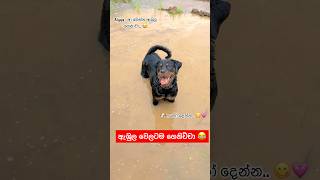 දවල්ට කන්නත් අමතකයි 😂🐶💕 akita viralvideo dog subscribe funny dog comedy pets fyp [upl. by Essilec]