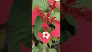 Red Mussaenda plant shortsfeed shortvideos viralvideos youtubeshorts viralvideo viral [upl. by Lattonia]