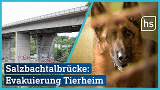 Salzbachtalbrücke wird gesprengt Tierheim wird evakuiert  hessenschau [upl. by Anitnerolf375]