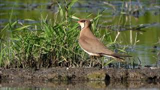 Ouhorlik stepni Glareola pratincola Collared pratincole [upl. by Janella]