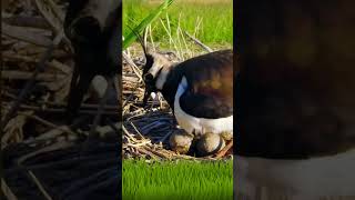 Northern Lapwing youtubeshorts natureandbirdssoundsrelaxingmusic nature birds [upl. by Ide]